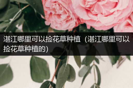 湛江哪里可以捡花草种植（湛江哪里可以捡花草种植的）