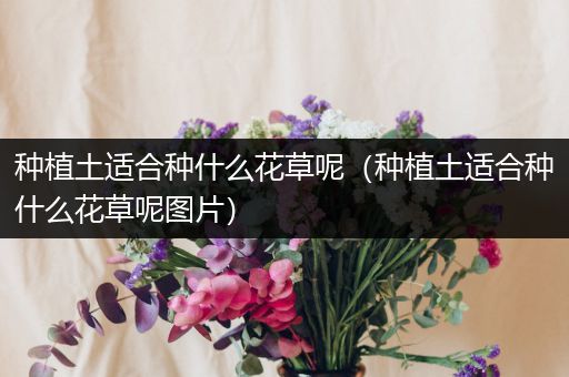 种植土适合种什么花草呢（种植土适合种什么花草呢图片）