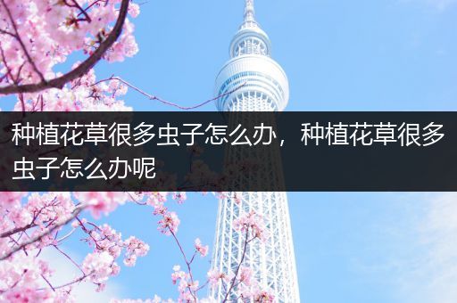 种植花草很多虫子怎么办，种植花草很多虫子怎么办呢