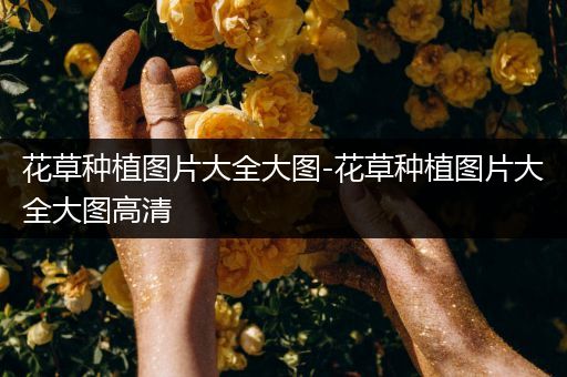 花草种植图片大全大图-花草种植图片大全大图高清
