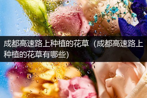 成都高速路上种植的花草（成都高速路上种植的花草有哪些）