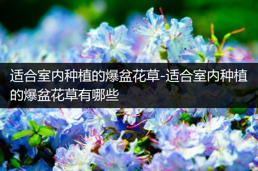 适合室内种植的爆盆花草-适合室内种植的爆盆花草有哪些