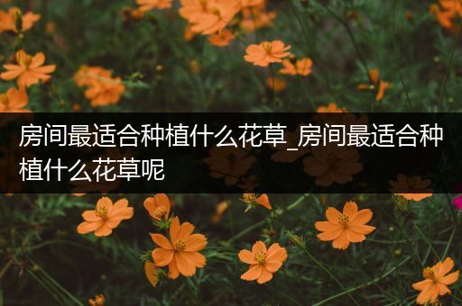 房间最适合种植什么花草_房间最适合种植什么花草呢