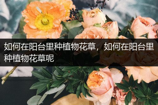 如何在阳台里种植物花草，如何在阳台里种植物花草呢