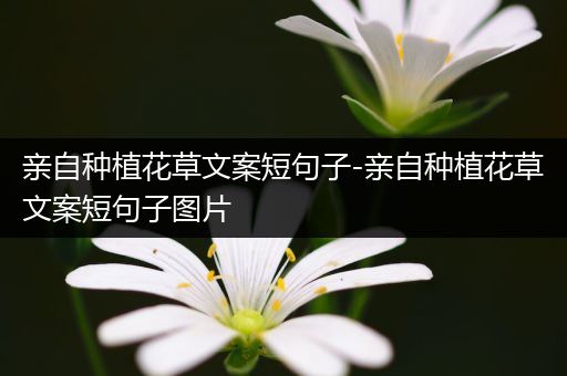 亲自种植花草文案短句子-亲自种植花草文案短句子图片