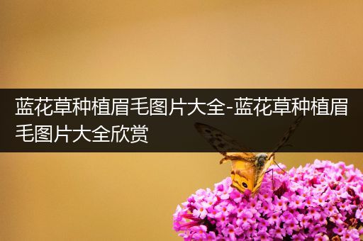 蓝花草种植眉毛图片大全-蓝花草种植眉毛图片大全欣赏
