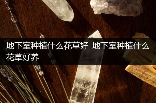 地下室种植什么花草好-地下室种植什么花草好养
