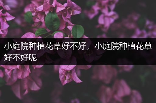 小庭院种植花草好不好，小庭院种植花草好不好呢