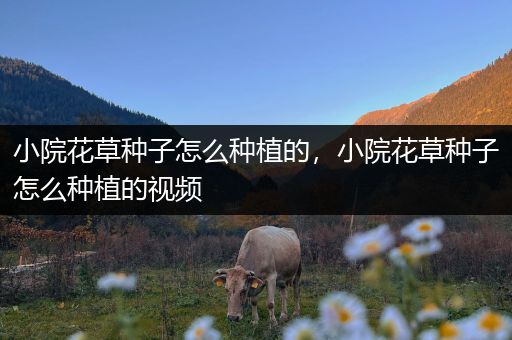 小院花草种子怎么种植的，小院花草种子怎么种植的视频