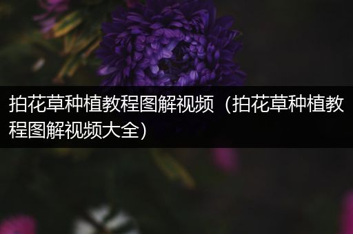 拍花草种植教程图解视频（拍花草种植教程图解视频大全）