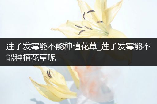 莲子发霉能不能种植花草_莲子发霉能不能种植花草呢