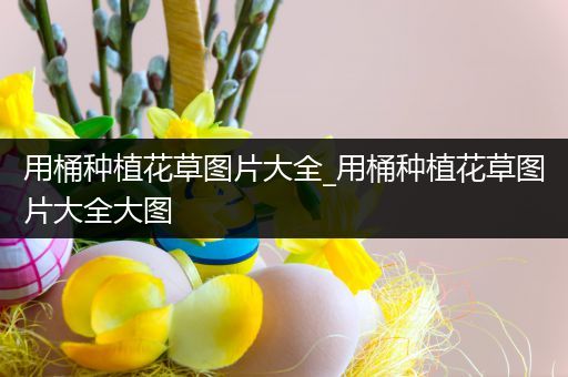 用桶种植花草图片大全_用桶种植花草图片大全大图