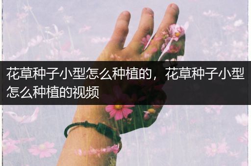 花草种子小型怎么种植的，花草种子小型怎么种植的视频
