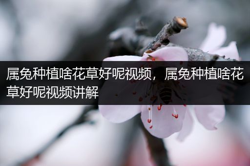 属兔种植啥花草好呢视频，属兔种植啥花草好呢视频讲解