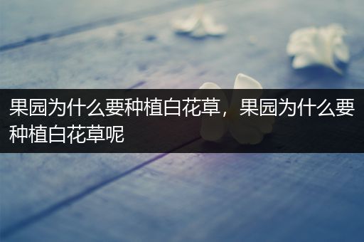 果园为什么要种植白花草，果园为什么要种植白花草呢