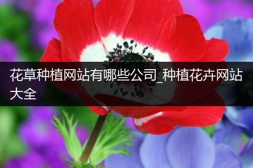 花草种植网站有哪些公司_种植花卉网站大全