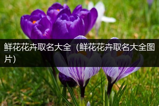 鲜花花卉取名大全（鲜花花卉取名大全图片）