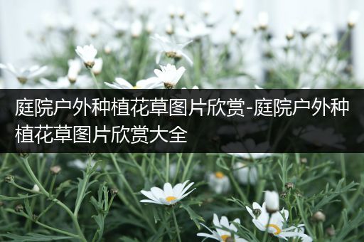 庭院户外种植花草图片欣赏-庭院户外种植花草图片欣赏大全