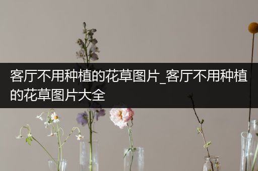 客厅不用种植的花草图片_客厅不用种植的花草图片大全