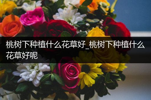 桃树下种植什么花草好_桃树下种植什么花草好呢