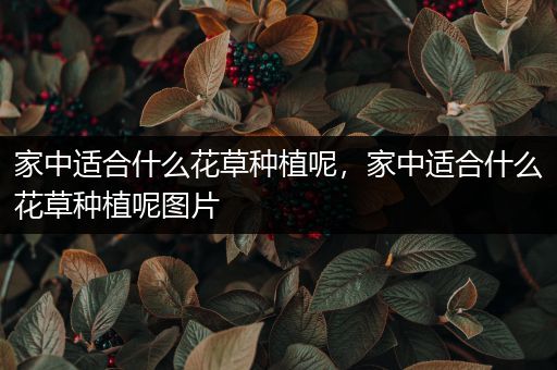 家中适合什么花草种植呢，家中适合什么花草种植呢图片