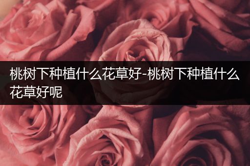 桃树下种植什么花草好-桃树下种植什么花草好呢