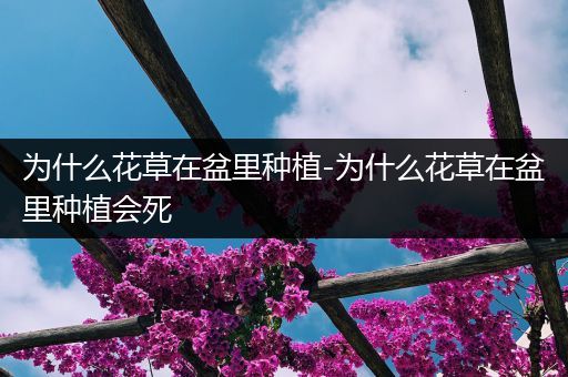 为什么花草在盆里种植-为什么花草在盆里种植会死