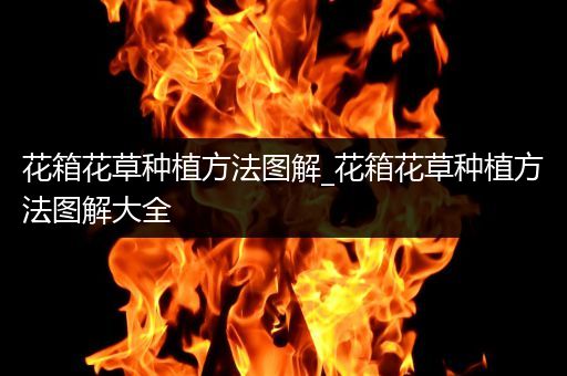 花箱花草种植方法图解_花箱花草种植方法图解大全