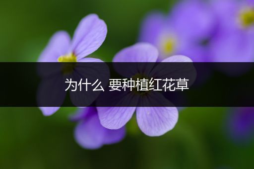 为什么 要种植红花草