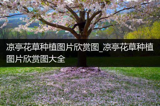 凉亭花草种植图片欣赏图_凉亭花草种植图片欣赏图大全