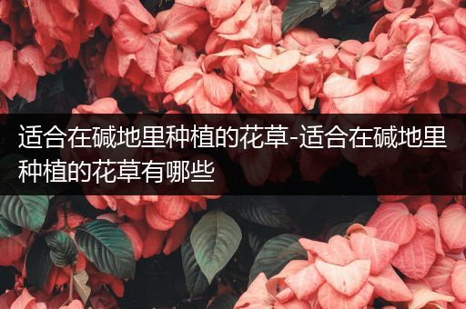 适合在碱地里种植的花草-适合在碱地里种植的花草有哪些