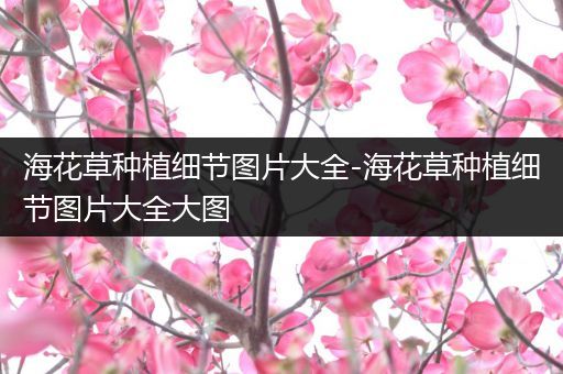 海花草种植细节图片大全-海花草种植细节图片大全大图