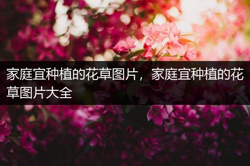 家庭宜种植的花草图片，家庭宜种植的花草图片大全