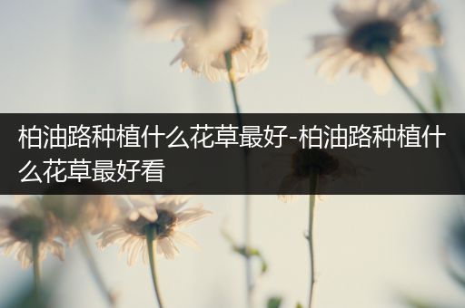 柏油路种植什么花草最好-柏油路种植什么花草最好看