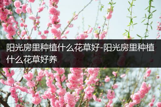 阳光房里种植什么花草好-阳光房里种植什么花草好养