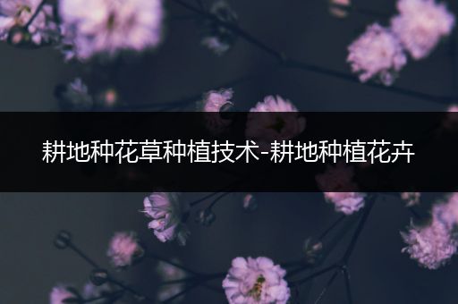 耕地种花草种植技术-耕地种植花卉