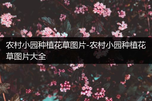 农村小园种植花草图片-农村小园种植花草图片大全