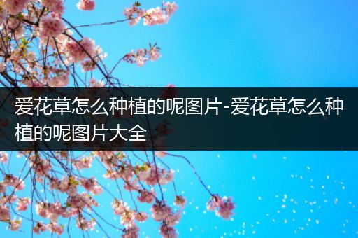 爱花草怎么种植的呢图片-爱花草怎么种植的呢图片大全