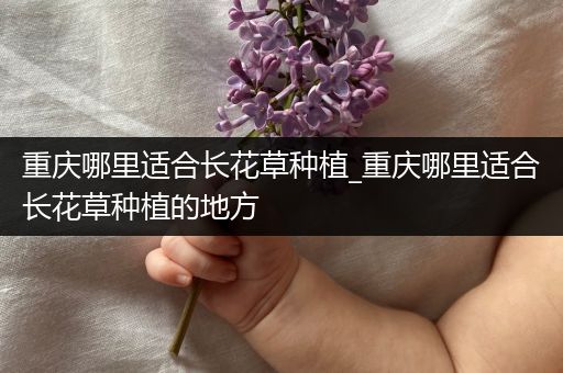 重庆哪里适合长花草种植_重庆哪里适合长花草种植的地方
