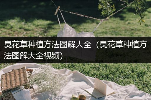 臭花草种植方法图解大全（臭花草种植方法图解大全视频）