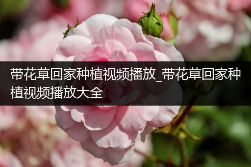 带花草回家种植视频播放_带花草回家种植视频播放大全