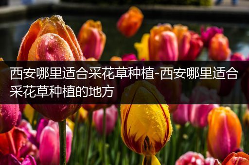 西安哪里适合采花草种植-西安哪里适合采花草种植的地方