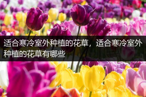 适合寒冷室外种植的花草，适合寒冷室外种植的花草有哪些
