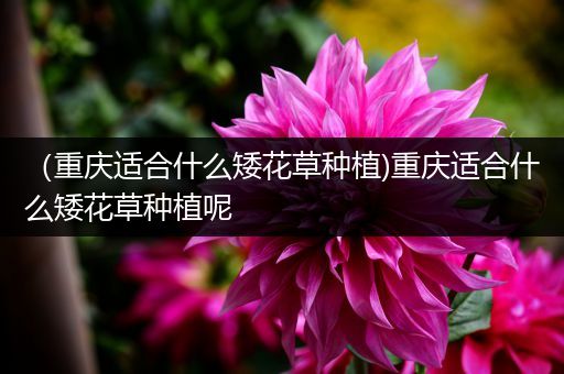 （重庆适合什么矮花草种植)重庆适合什么矮花草种植呢