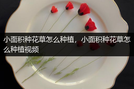 小面积种花草怎么种植，小面积种花草怎么种植视频