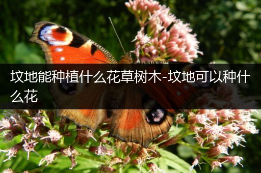 坟地能种植什么花草树木-坟地可以种什么花