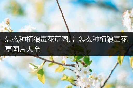 怎么种植狼毒花草图片_怎么种植狼毒花草图片大全