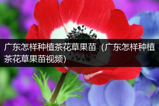 广东怎样种植茶花草果苗（广东怎样种植茶花草果苗视频）