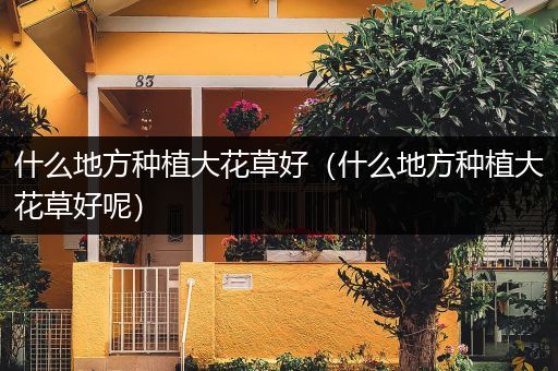 什么地方种植大花草好（什么地方种植大花草好呢）
