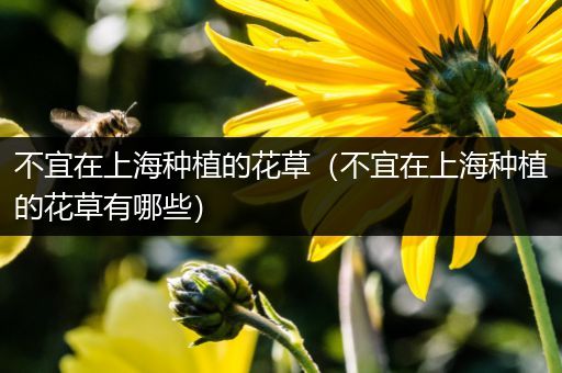不宜在上海种植的花草（不宜在上海种植的花草有哪些）